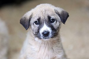 İyi ki Hayatımızdalar: Sosyal Medyadan 4 Nisan Dünya Sokak Hayvanları Günü Mesajları 😻🐶